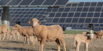 Volswagen ka punësuar një tufë prej rreth 50 delesh?!